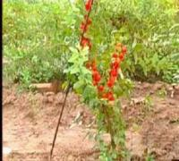 優質把玩核桃苗及各類種子種苗，助力企業B2B電子商務發展